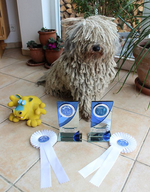 Turnier Zusmarshausen Puli Dogdance