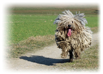 Benji Puli