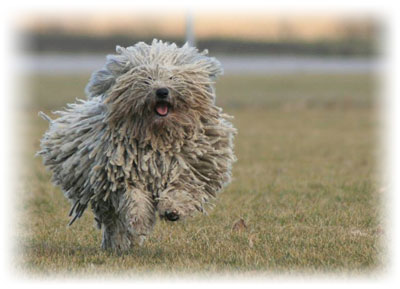 Benji Puli